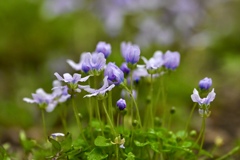 うすむらさき色の花