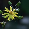 冬の花