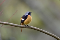 寒風にまん丸♪