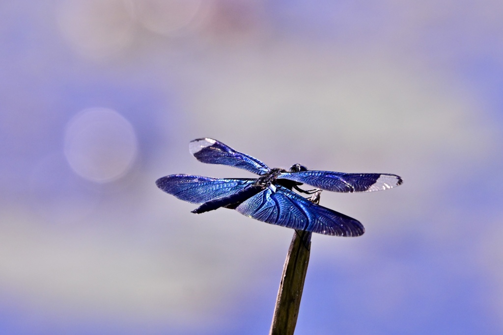 夕暮れの蝶蜻蛉