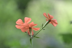 森の山野草 Ⅲ