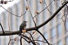 日比谷公園にて Ⅱ