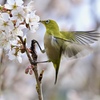 うれしいな～♪桜ジロー