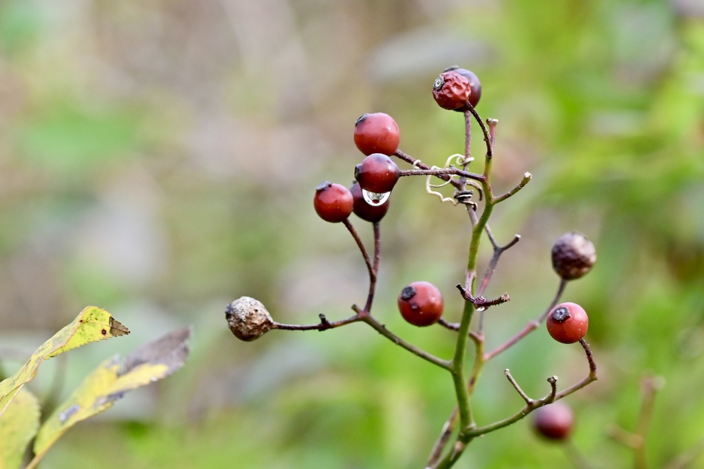 野茨の実