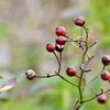 野茨の実