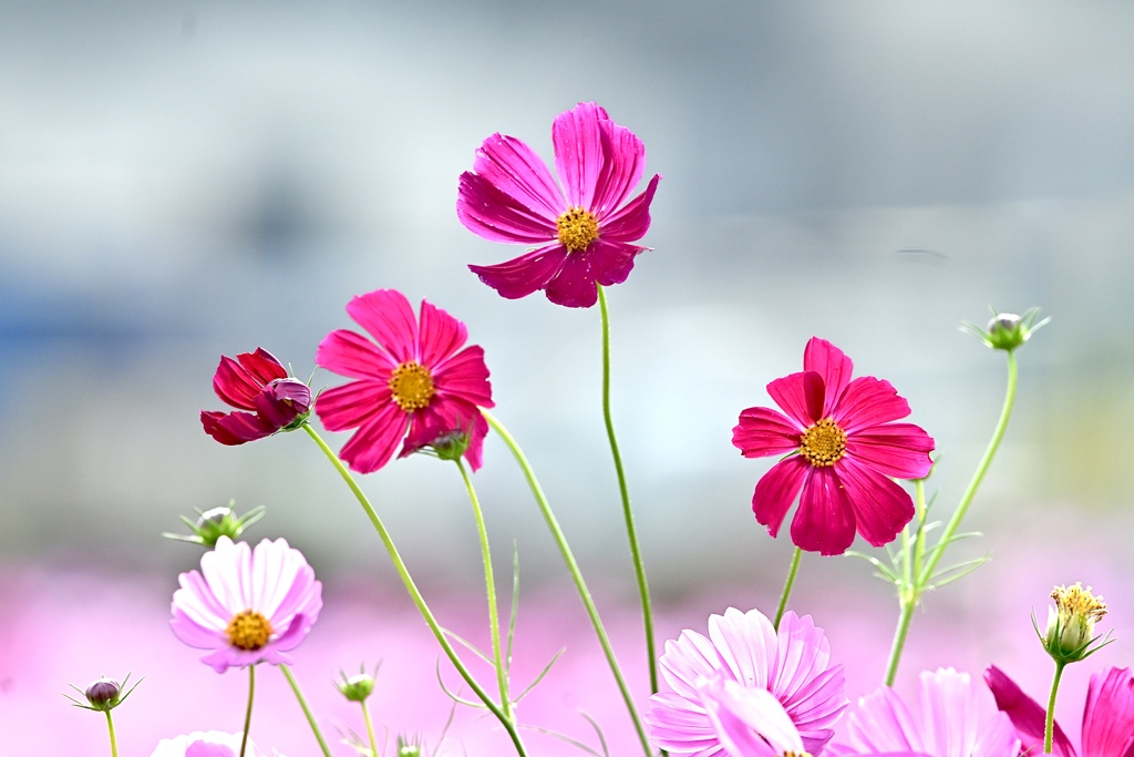 みんなの花畑