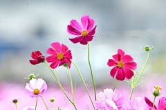 みんなの花畑