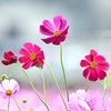 みんなの花畑