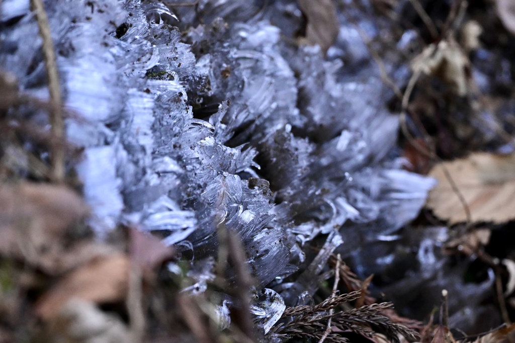 －４°Cの霜柱