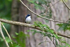 鳥よ〜