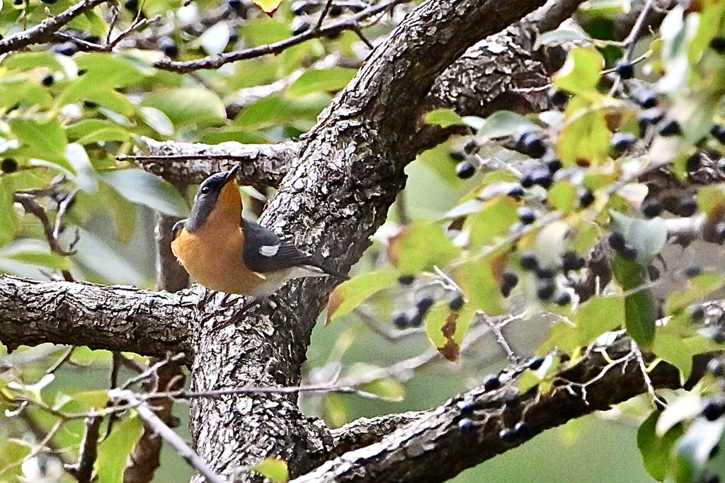 黒い実レストラン