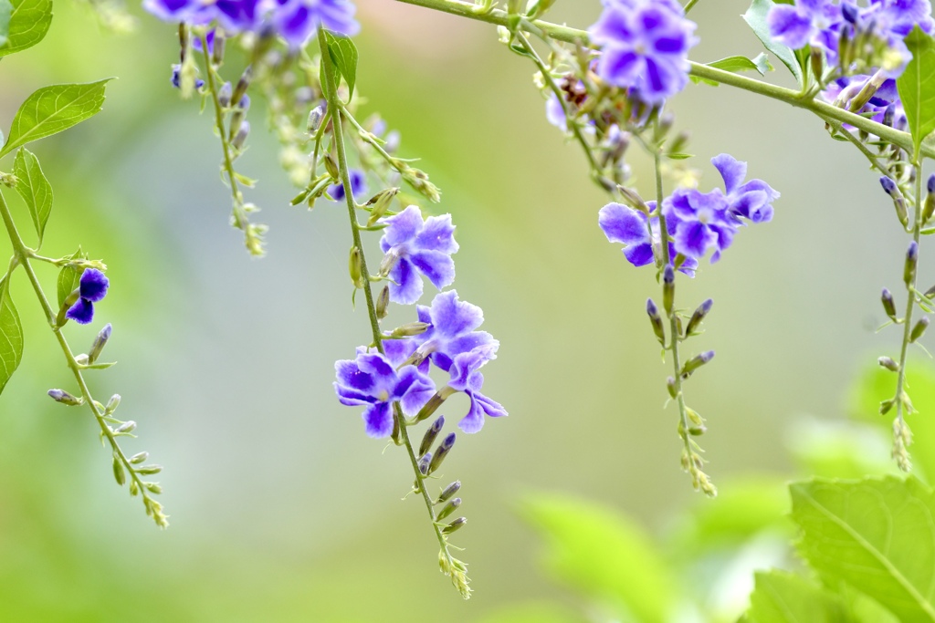 花穂に秋の風