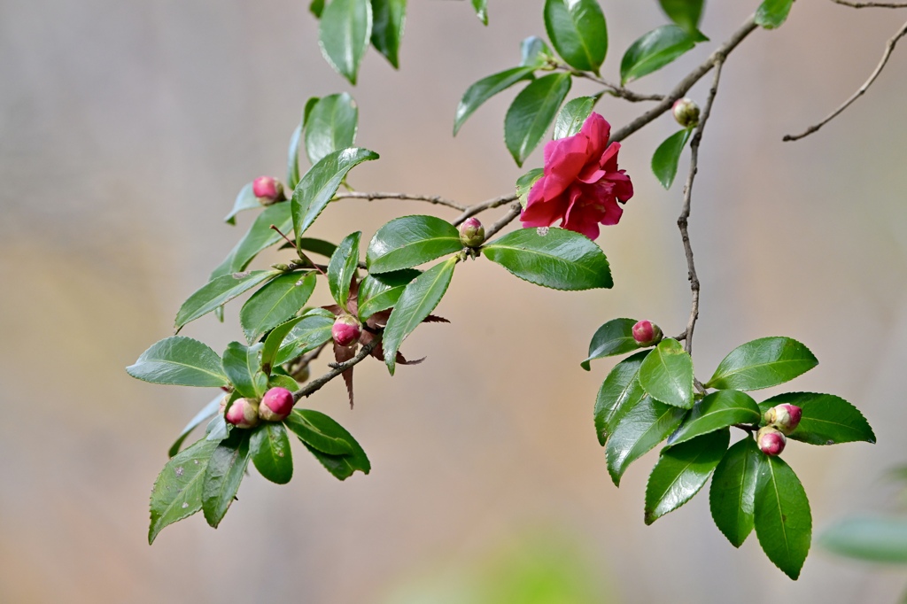 山茶花の季節