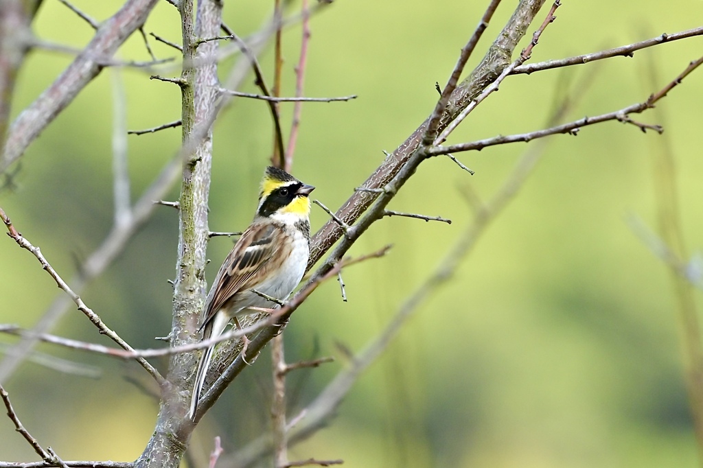 エレガンスな冠羽