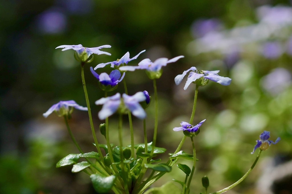 うすむらさき色の花