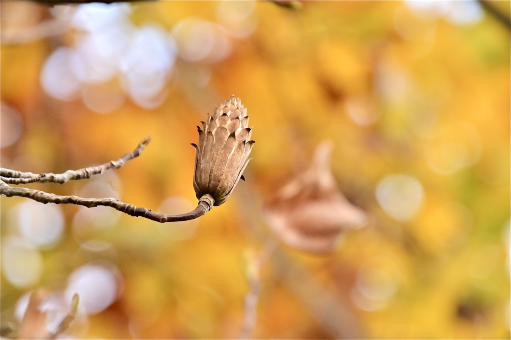 チューリップツリーの花後