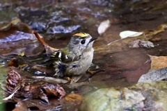 枯れ葉の水浴び