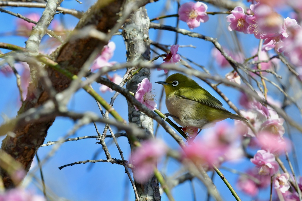 花に囲まれて～ウメジローさん