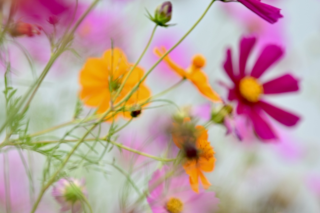 それぞれの花