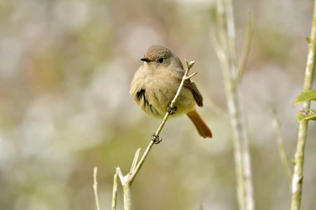 春風のいたずら