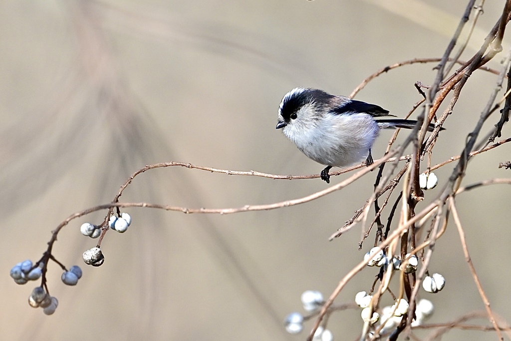 春を運んで〜♪