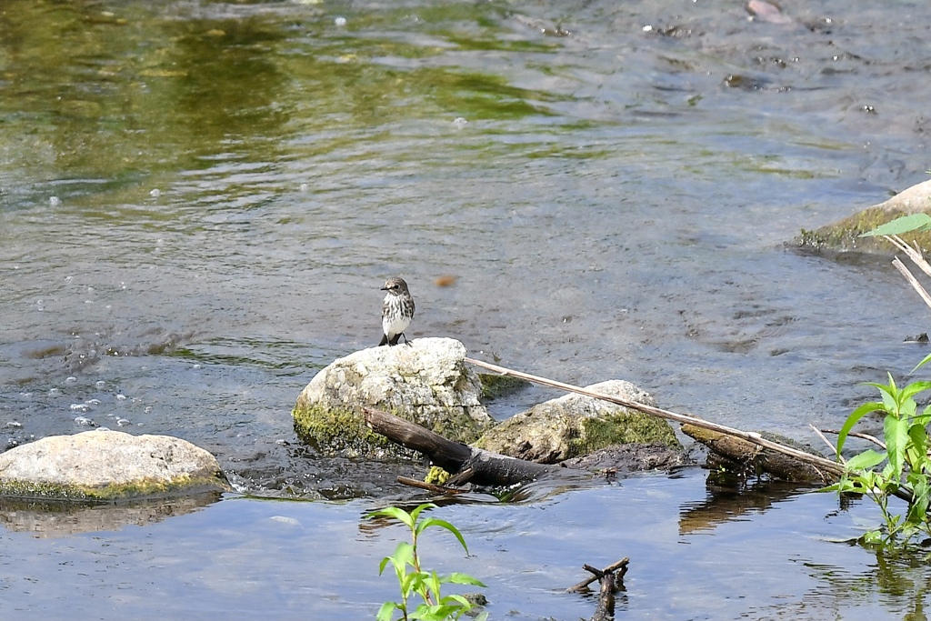 今日はこんな所に