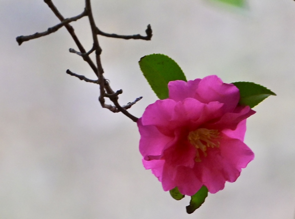 山茶花