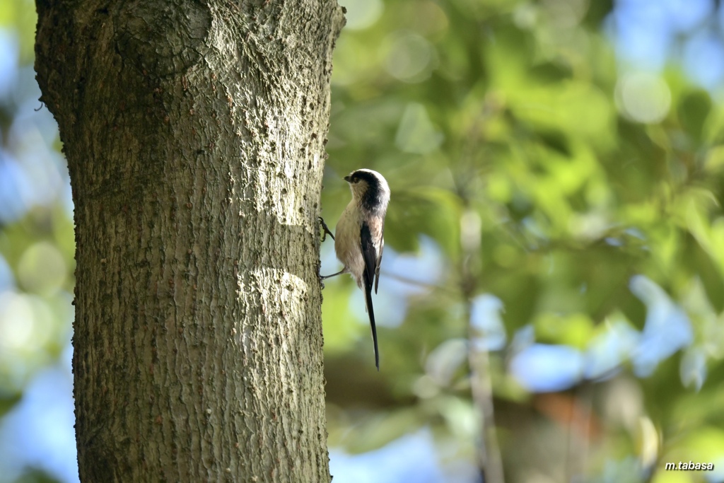 背筋ピーン～♪エナガっち