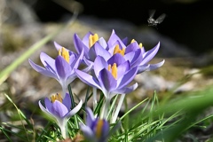 花びらを広げて