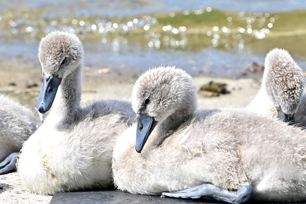 5月生まれの幼鳥たち Ⅰ