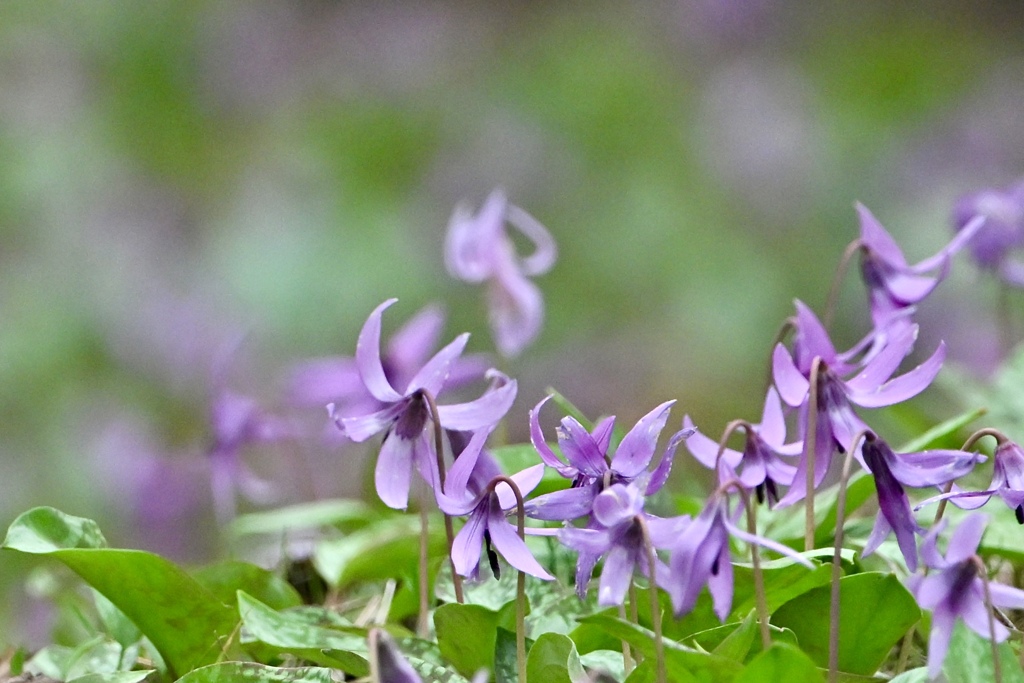 想い出の花