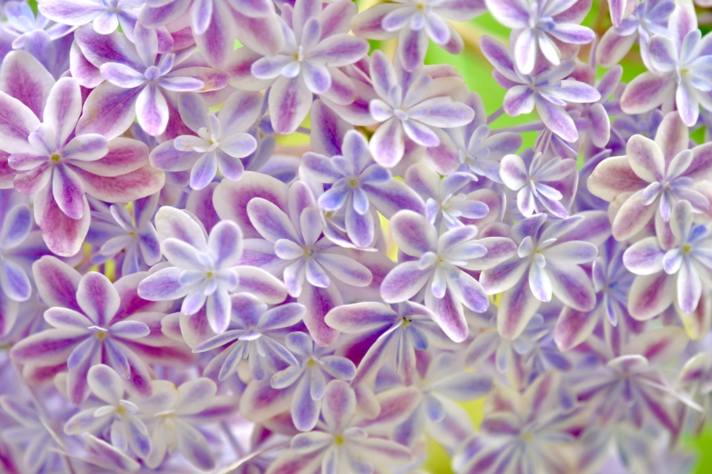 可愛らしい紫陽花