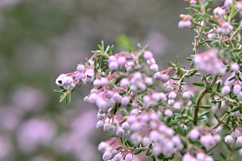 エリカの花咲く頃