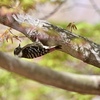 森の芽吹き