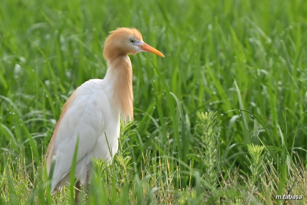 アマサギ