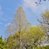 芽吹き