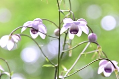 森の山野草 Ⅰ