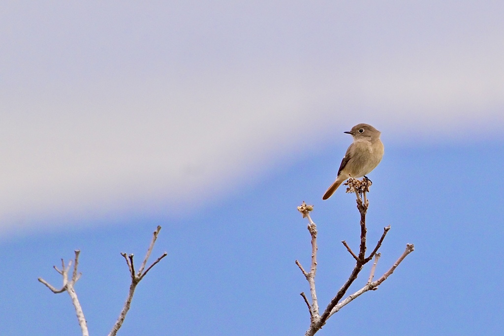 ジョビコさん、今年もよろしく
