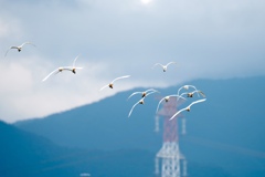 蓮池の空