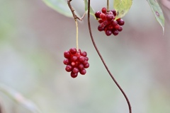 サネカズラの実