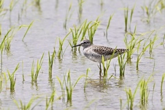 タカブシギ