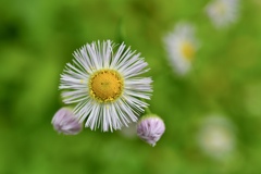 かわいい花