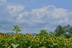 夏空