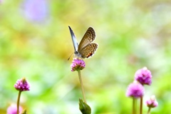 金平糖の花