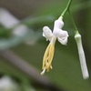 くるりんぱの花