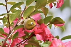 葉っぱじゃないよ♪