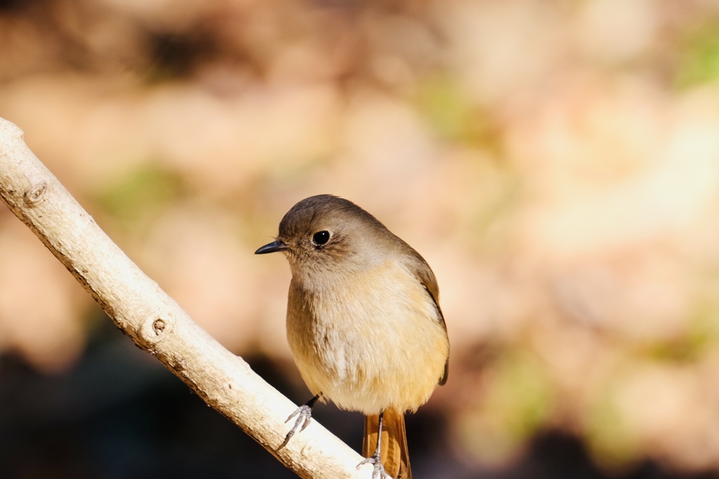 春のような