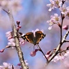 春色のコラボ