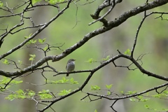 静かな森に