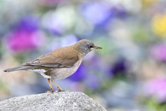 春のおとずれ